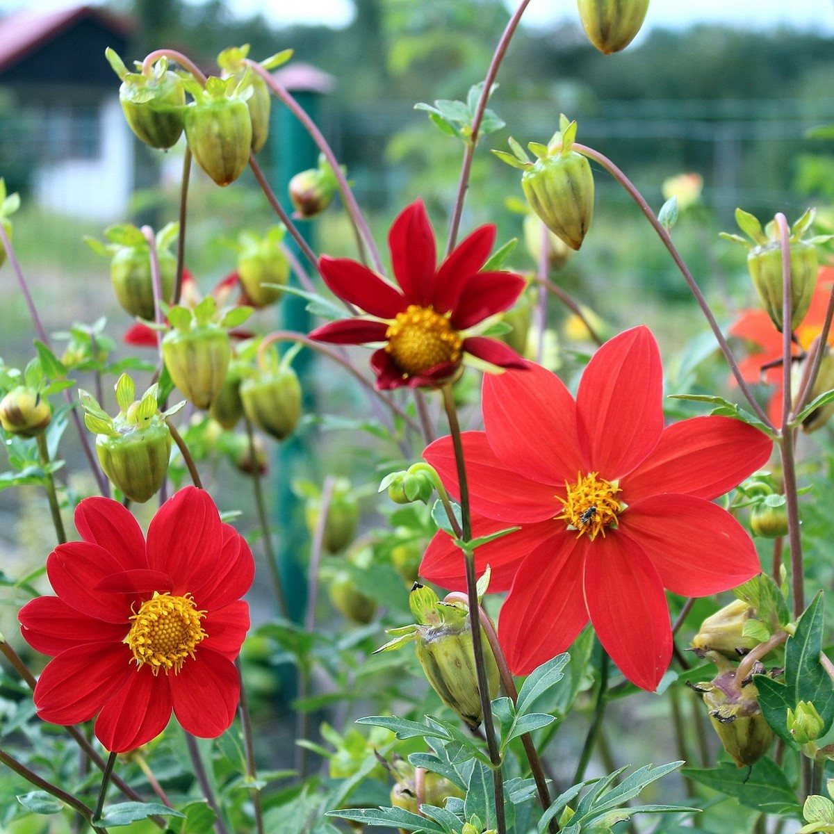Jiřinka proměnlivá Mignon směs - Dahlia variabilis - semena jiřinky - 20 ks