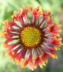 Kokarda jednoduchá Lorenziana směs - Gaillardia pulchella - semena kokardy - 0,3 g