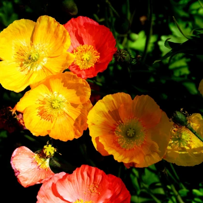 Mák alpínský směs barev - Papaver alpinum - semena máku - 50 ks
