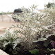 Старче крайморски - Cineraria maritima - семена от старче - 300 бр.