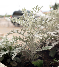 Старче крайморски - Cineraria maritima - семена от старче - 300 бр.