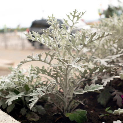 Старче крайморски - Cineraria maritima - семена от старче - 300 бр.