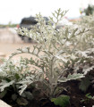 Старче крайморски - Cineraria maritima - семена от старче - 300 бр.