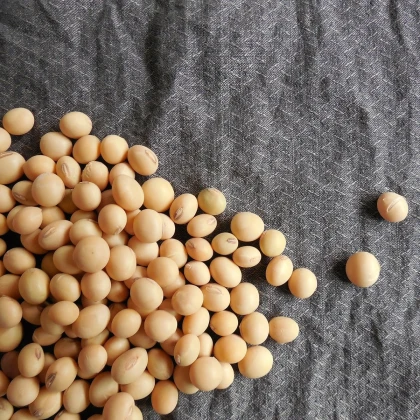 Sója - Glycina max - semena sóji - 25 ks