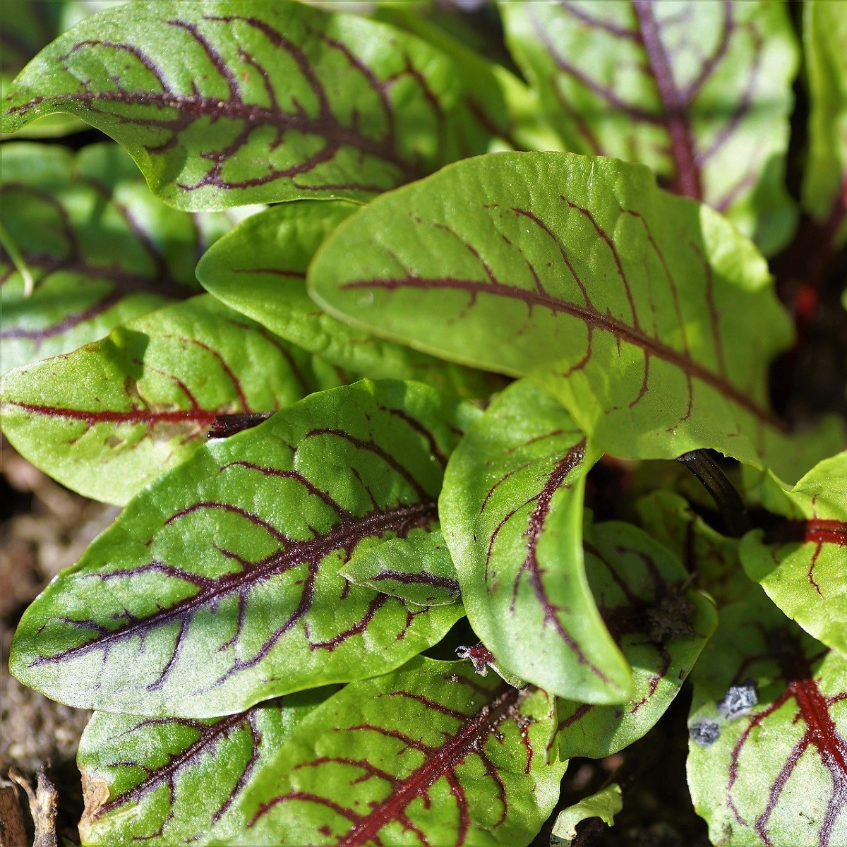 Šťovík krvavý - Rumex sanguineus - semena šťovíku - 20 ks