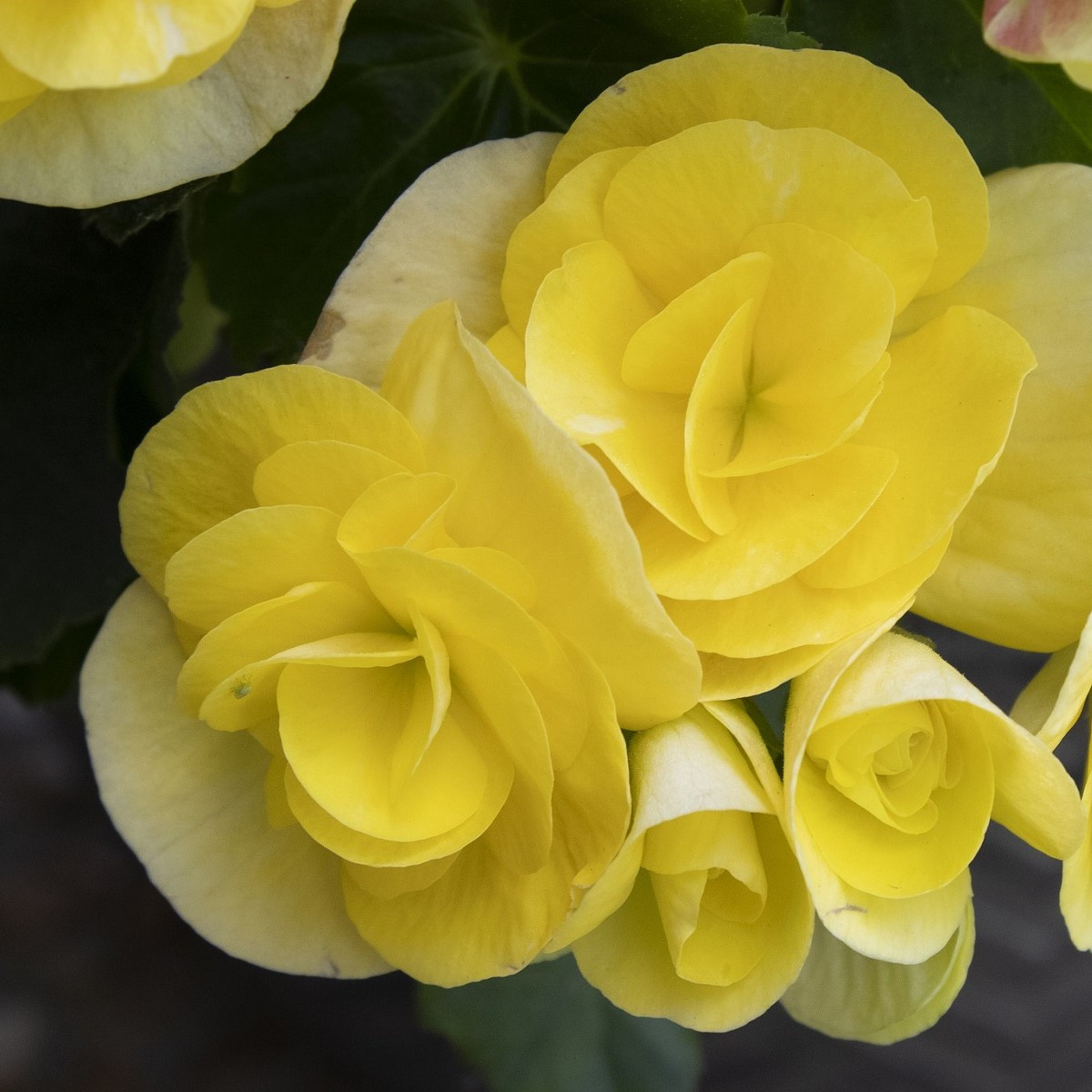 Begonie žlutá - Begonia Pendula maxima - hlízy begonie - 2 ks