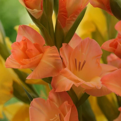 Gladiol Peter Pears - Gladiolus - hlízy mečíku - 3 ks