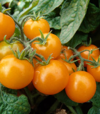 Rajče Aztek - Solanum lycopersicum - semena rajčete  - 20 ks
