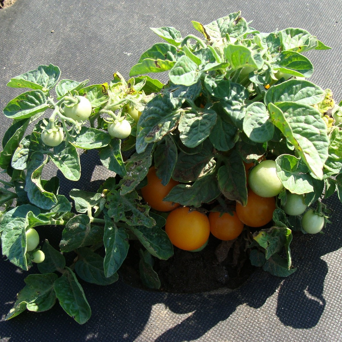 Rajče Venus - Solanum lycopersicum - semena rajčete - 10 ks