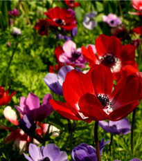 Sasanka St. Brigit směs - Anemone - hlízy sasanky - 3 ks