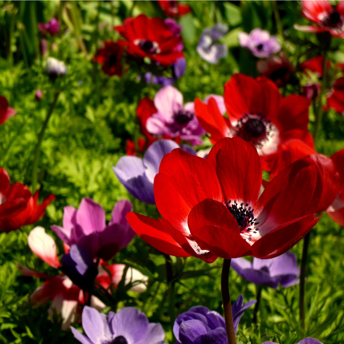 Sasanka St. Brigit směs - Anemone - hlízy sasanky - 3 ks