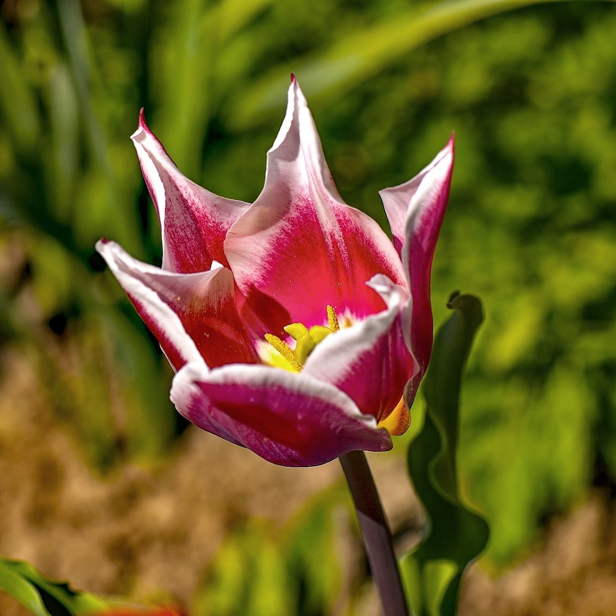Tulipán Claudia - Tulipa - cibule tulipánu - 3 ks