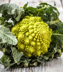 Květák Veronica - Brassica oleracea L. convar. botrys - semena květáku - 10 ks