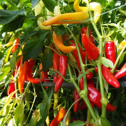 Paprika kozí roh Harriet - Capsicum annuum - semena chilli - 45 ks
