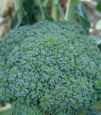 Brokolice Limba - Brassica oleracea L. - semena brokolice - 50 ks
