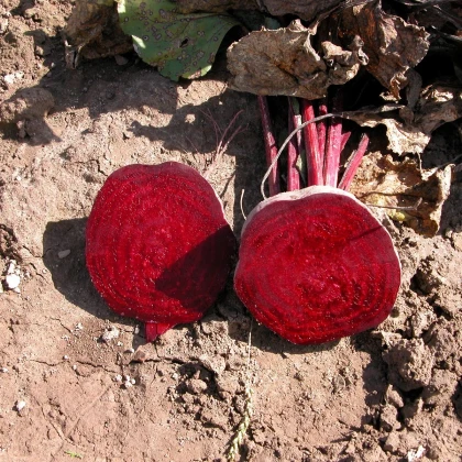 Řepa Kahira - Beta vulgaris L. var. conditiva - semena řepy - 60 ks
