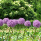 Česnek Globemaster - Allium - cibule okrasného česneku - 1 ks