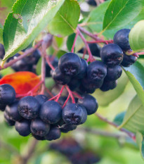 Aronie - Černý jeřáb - Aronia melanocarpa - semena jeřábu - 7 ks