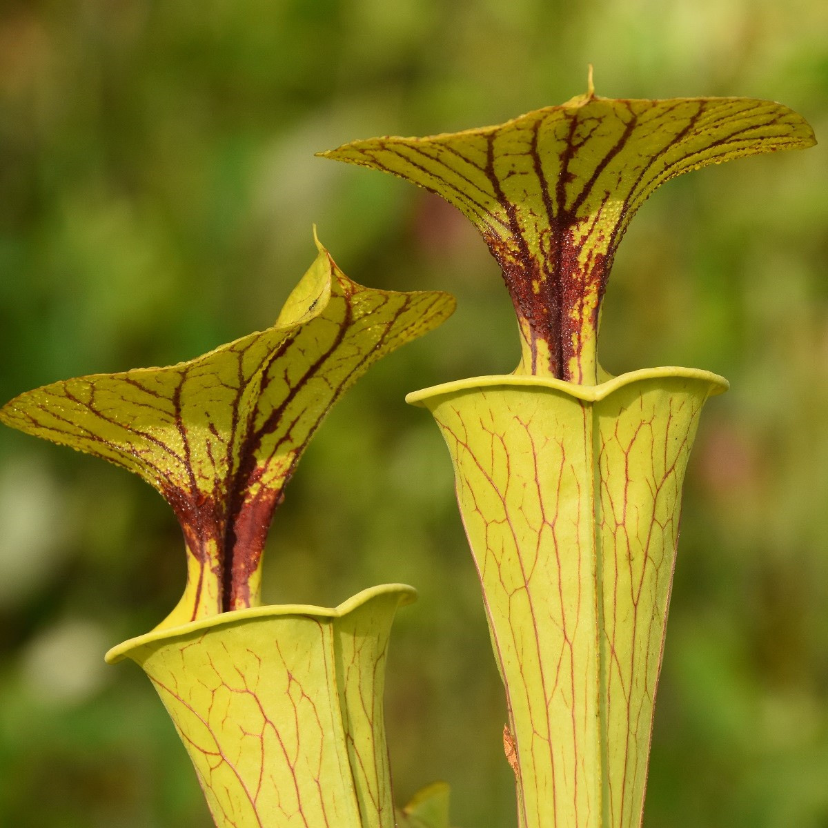 Špirlice flava - Sarracenia flava - semena špirlice - 10 ks