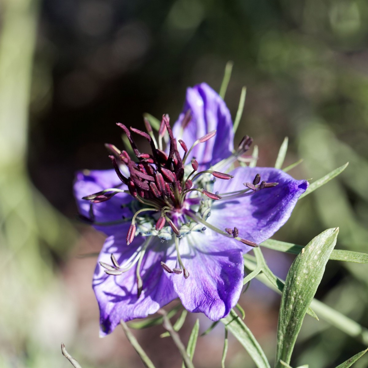Černucha španělská - Nigella hispanica - semena černuchy - 80 ks