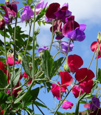 Hrachor vonný Bijou směs - Lathyrus odoratus - semena hrachoru - 16 ks