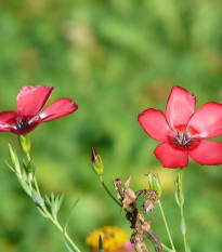 Len velkokvětý červený - Linum grandiflorum - semena lnu - 140 ks