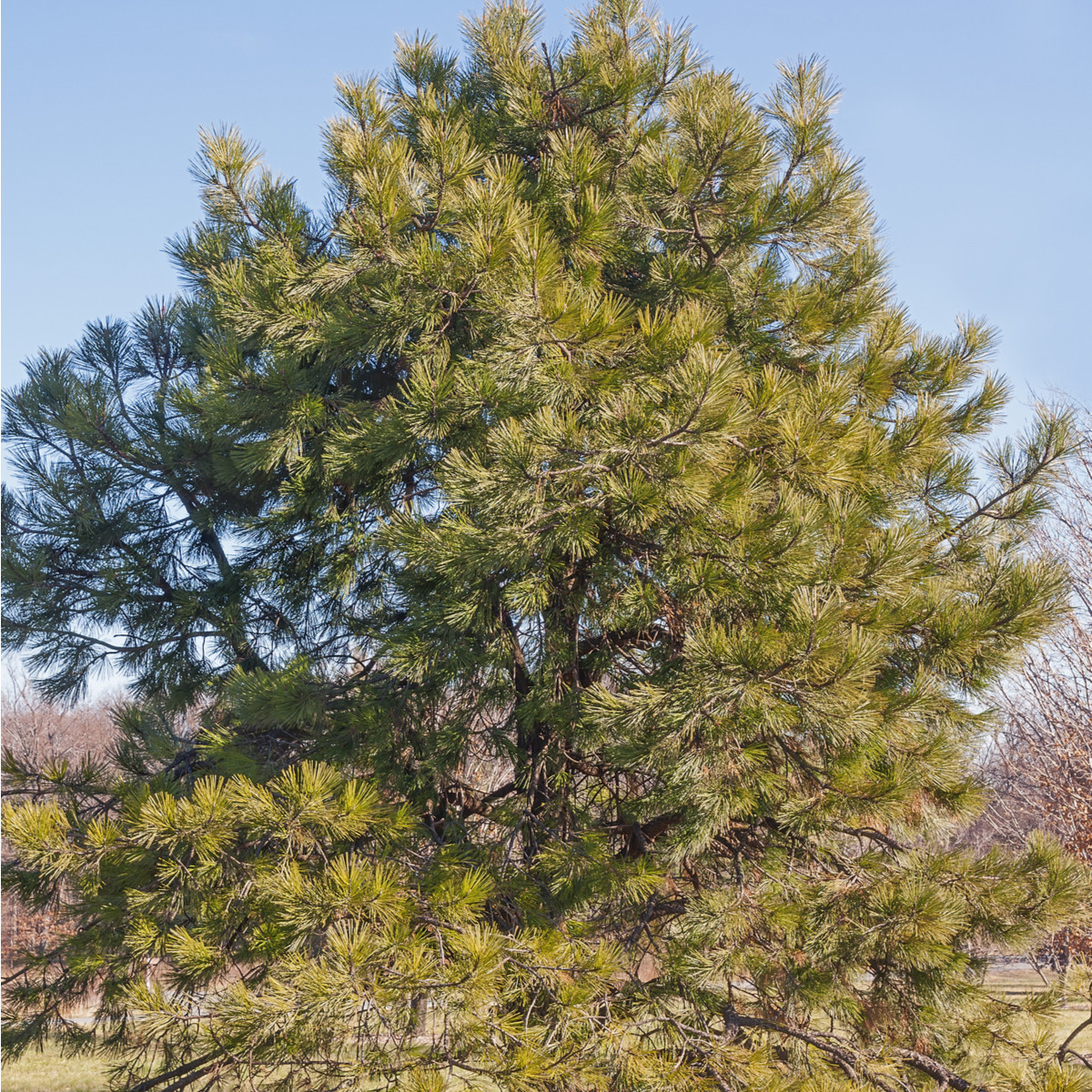 Borovice těžká - Pinus ponderosa - semena borovice - 6 ks