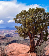 Jalovec osteosperma - Juniperus osteosperma - semena jalovce - 5 ks