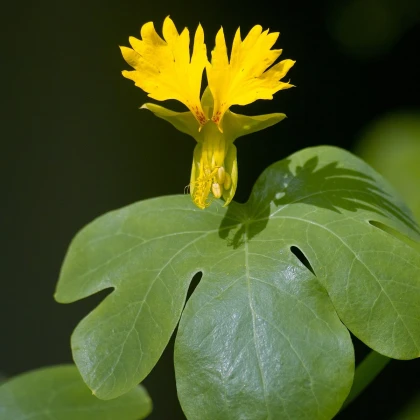 Lichořeřišnice vysoká kanárská - Kapucínka - Tropaeolum peregrinum - semena lichořeřišnice - 10 ks