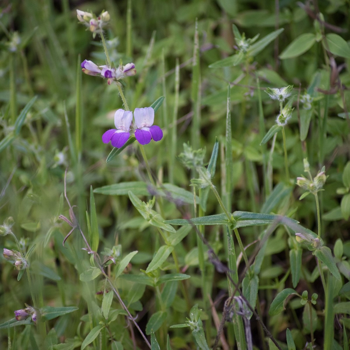 Kolinsie - Collinsia heterophylla - semena kolinsie - 300 ks