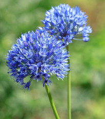 Česnek azurový - Allium caeruleum - cibule okrasného česneku - 3 ks