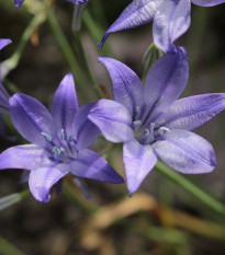 Brodie Queen Fabiola - Brodiaea laxa - cibule brodie - 3 ks