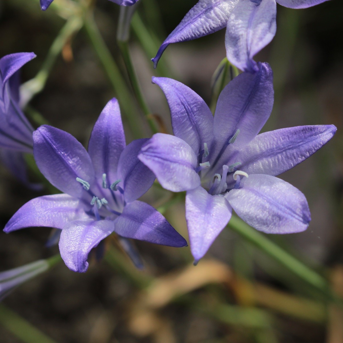 Brodie Queen Fabiola - Brodiaea laxa - cibule brodie - 3 ks