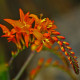 Montbrécie směs - Crocosmia - hlízy montbrécie - 12 ks
