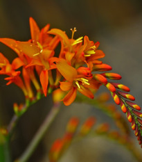 Montbrécie směs - Crocosmia - hlízy montbrécie - 12 ks