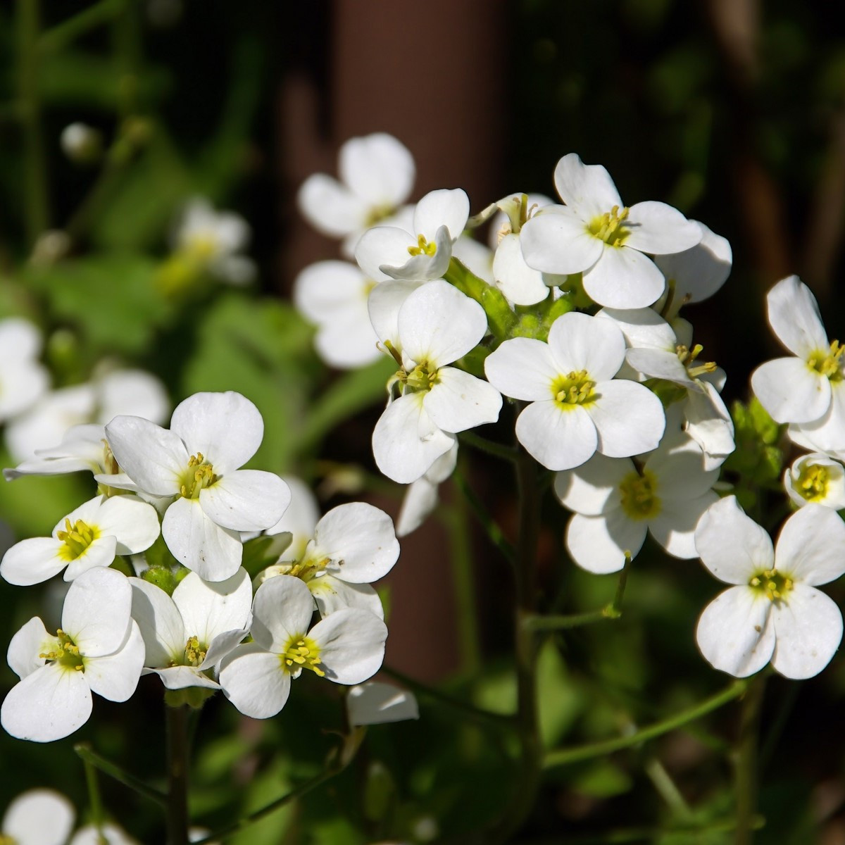 Huseník alpský bílý - Arabis alpina - semena huseníku - 200 ks