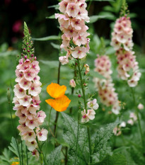 Divizna brunátná směs - Verbascum phoeniceum - semena divizny - 300 ks