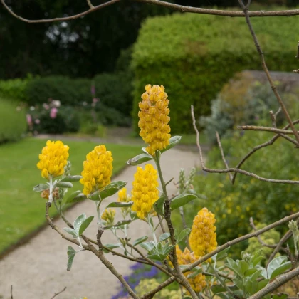 Stříbrocist Batandierův Pineapple Broom - Argyrocytisus battandieri - semena stříbrocistu - 6 ks