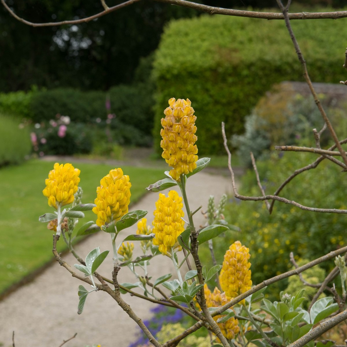 Stříbrocist Batandierův Pineapple Broom - Argyrocytisus battandieri - semena stříbrocistu - 6 ks