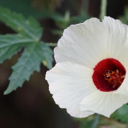Ibišek konopný - Hibiscus cannabinus - semena ibišku - 6 ks
