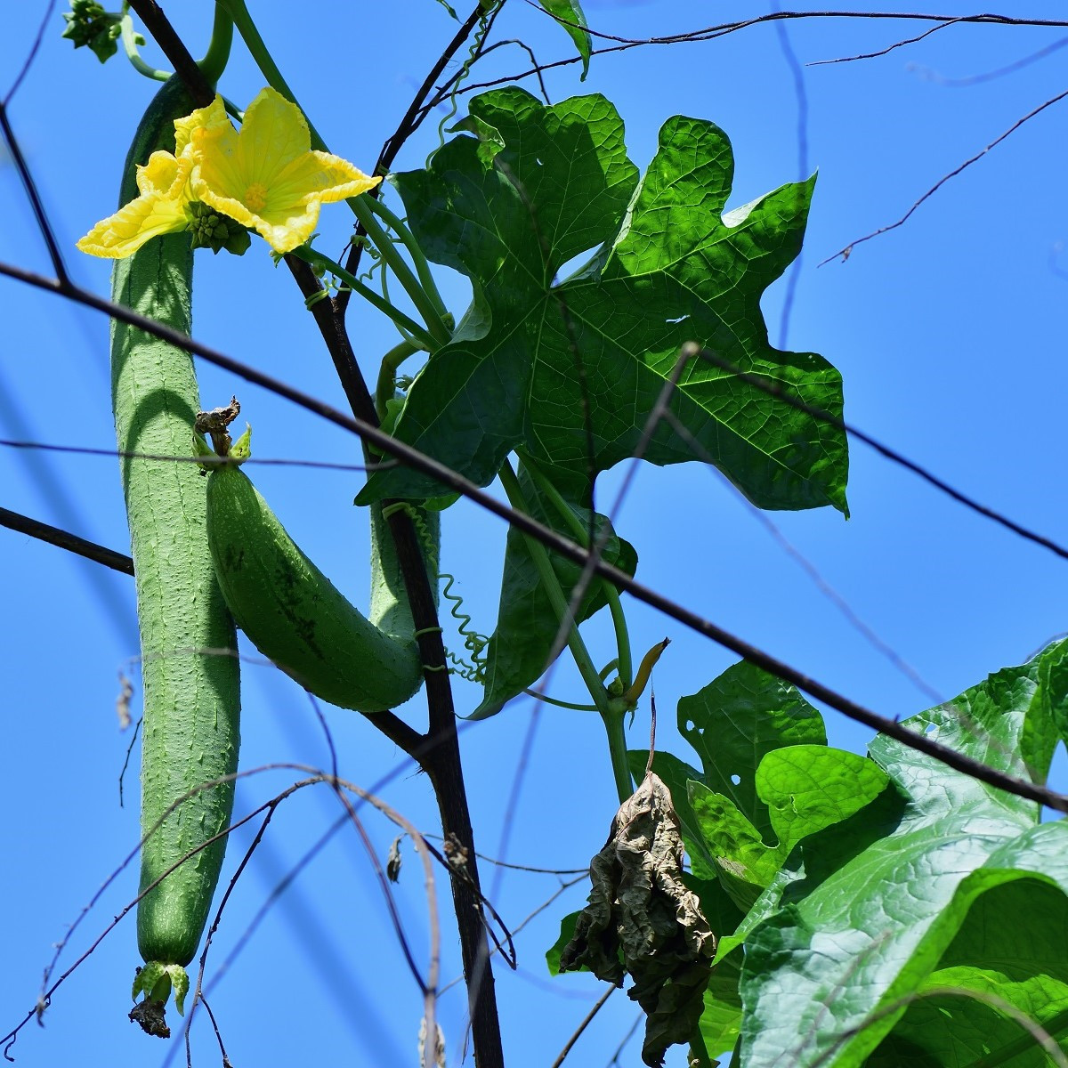 Lufa válcovitá - Luffa cylindrica - semena lufy - 8 ks