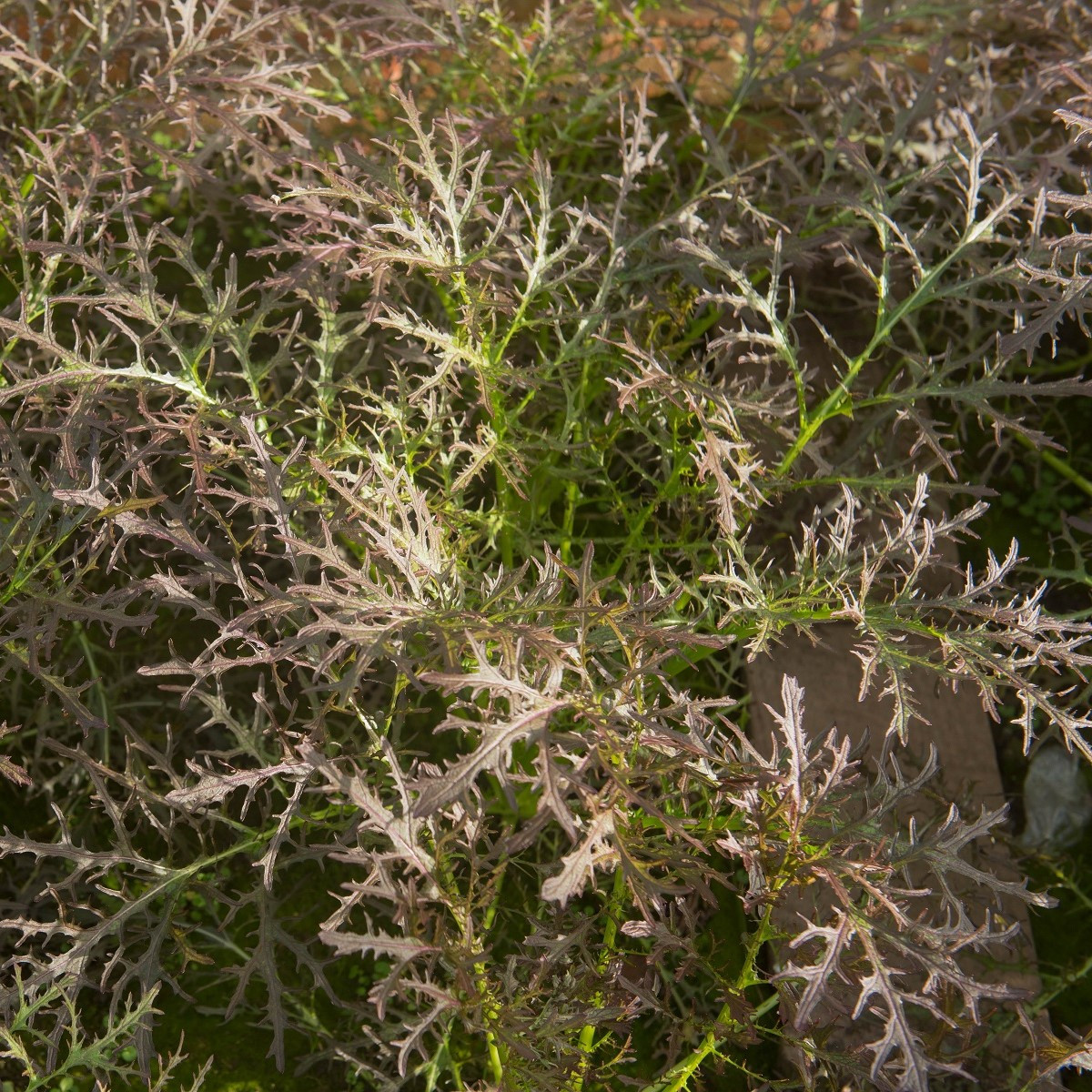 Divoká rukola červená Agano - Brassica juncea - semena rukoly - 150 ks