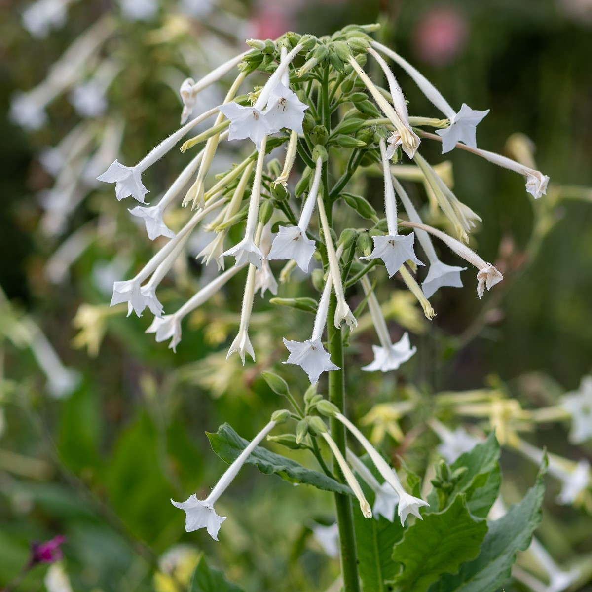 Tabák planý - Nicotiana sylvestris - semena tabáku - 200 ks