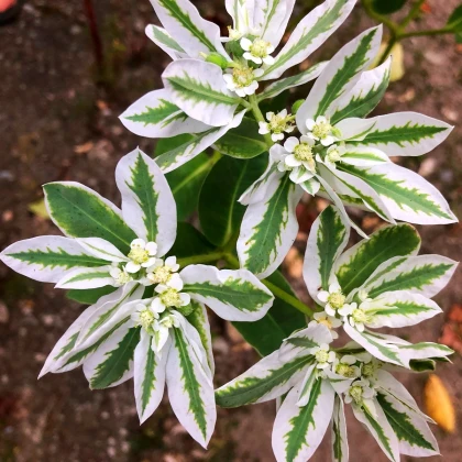 Pryšec vroubený - Euphorbia marginata - semena pryšce - 20 ks