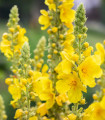 Divizna malokvětá - Verbascum thapus - semena divizny - 0,02 g