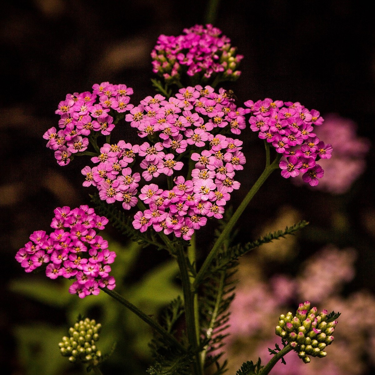 Řebříček tužebníkový Colorado mix - Achillea millefolium - semena řebříčku - 20 ks