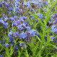 Капски пилат – Anchusa capensis – семена от пилат – 50 бр.