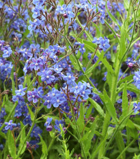 Капски пилат – Anchusa capensis – семена от пилат – 50 бр.