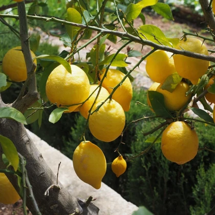 Citroník pravý - Citrus limon - semena citroníku - 5 ks