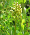 Kozinec sladkolistý - Astragalus glycyphyllos - semena kozince - 20 ks